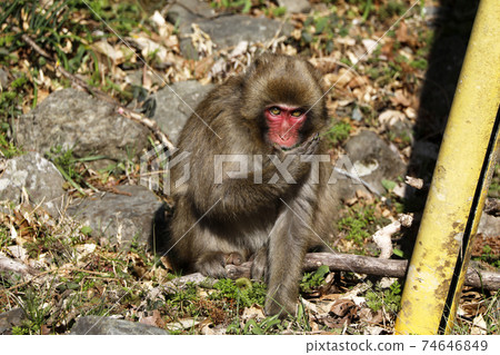 Japanese macaques devouring weeds 74646849