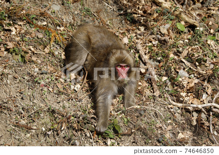 Japanese macaques devouring weeds 74646850