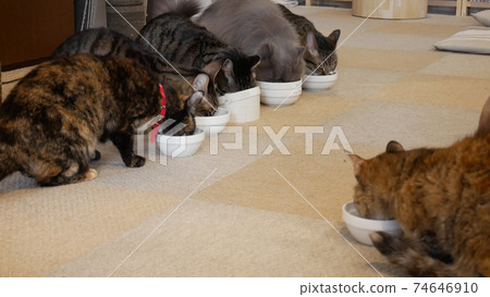 Cat meal Cat meal 74646910