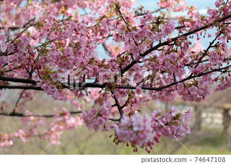 Kawazu cherry blossoms in early spring Kawazu cherry blossoms in early spring 74647108