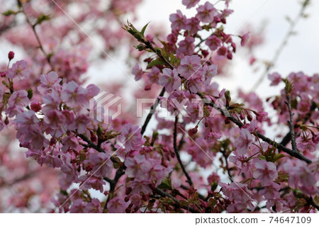 Kawazu cherry blossoms in early spring 74647109