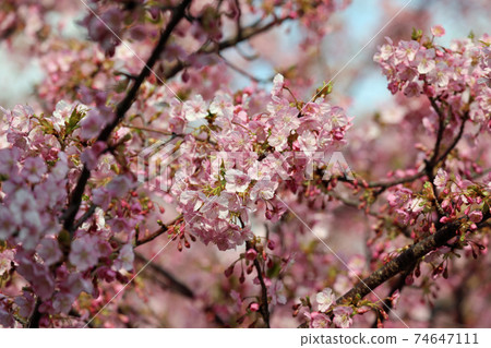河津櫻花在早春 河津櫻花在早春 74647111