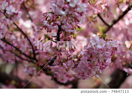 河津櫻花在早春 河津櫻花在早春 74647113