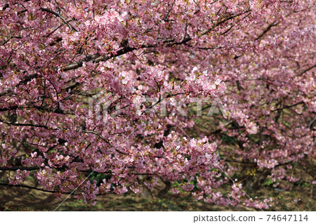 Kawazu cherry blossoms in early spring Kawazu cherry blossoms in early spring 74647114