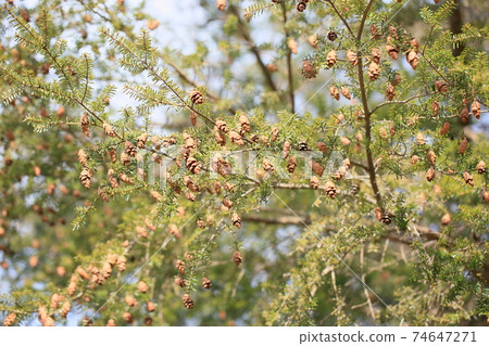 Tsuga tree pine cone Tsuga tree pine cone 74647271