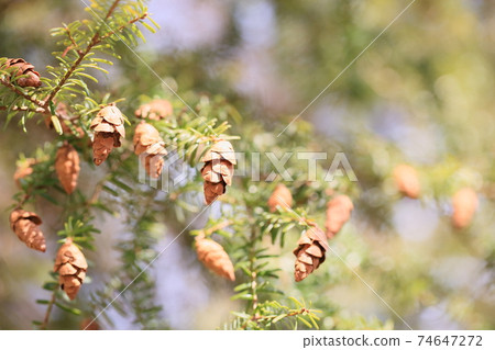 Tsuga tree pine cone Tsuga tree pine cone 74647272