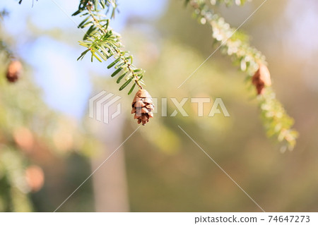 Tsuga tree pine cone 74647273