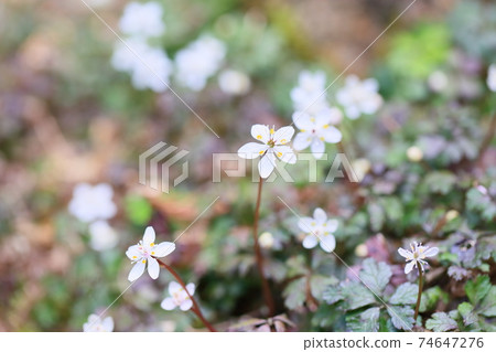 Flowers of Baikaouren 74647276