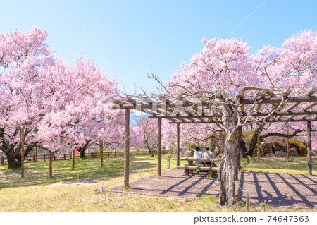 奧古薩城堡遺址公園(春季) 奧古薩城堡遺址公園(春季) 74647363