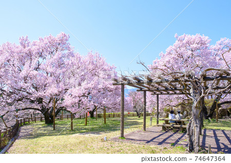 奧古薩城堡遺址公園(春季) 奧古薩城堡遺址公園(春季) 74647364