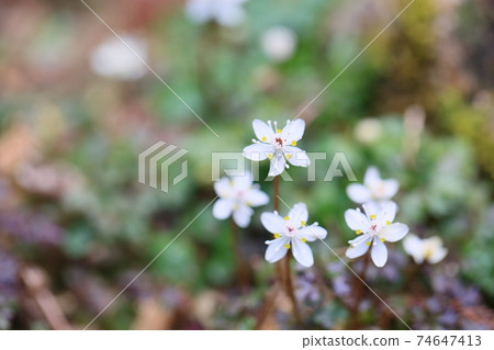 Bika Ureno Flower Bika Ureno Flower 74647413