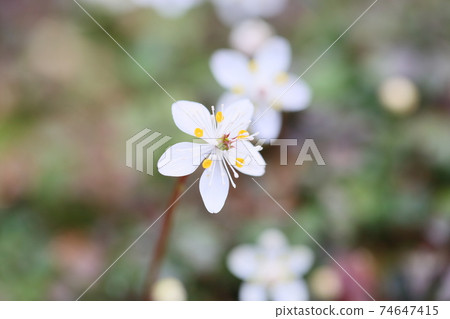 Bika Ureno Flower Bika Ureno Flower 74647415