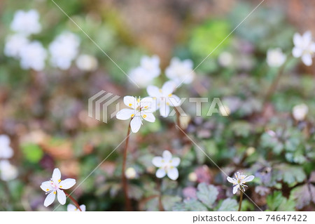 Bika Ureno Flower 74647422