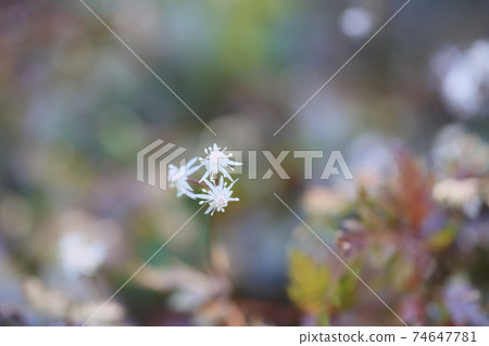Seri bauren flowers Seri bauren flowers 74647781