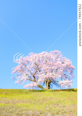 One cherry tree on the upper flat One cherry tree on the upper flat 74647922