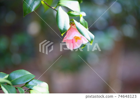 Camellia flower covering fall Mountain Camellia flower covering fall Mountain 74648123