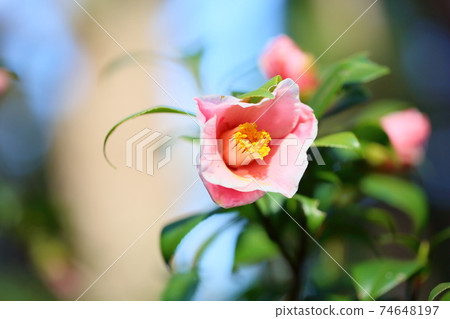 Camellia flower covering fall Mountain 74648197