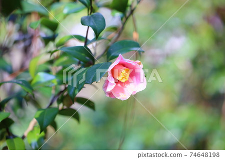 Camellia flower covering fall Mountain 74648198