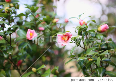 Camellia flower covering fall Mountain Camellia flower covering fall Mountain 74648199