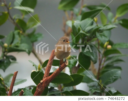 雌性Daurian Redstart(冬鳥),將翅膀放在山茶樹上 雌性Daurian Redstart(冬鳥),將翅膀放在山茶樹上 74648272