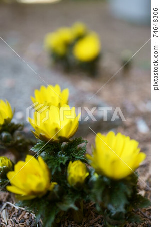 1659 Amur Adonis Stock Photo