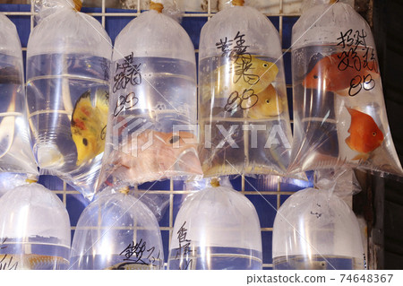 熱帶魚在香港的Tsunagai（金魚街）以塑料袋出售 74648367