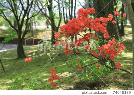7D Kantenpapa Garden 2018 Part 7 74648389