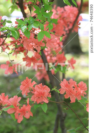 7D Kantenpapa Garden 2018 Part 8 74648390