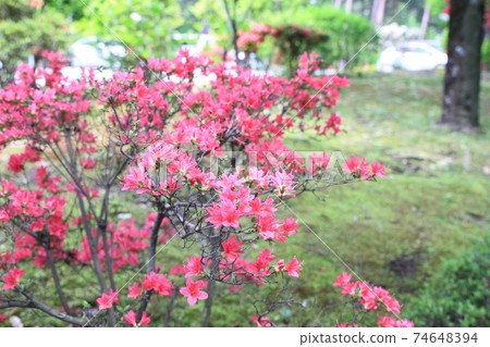 7D Kantenpapa Garden 2018 Part 12 7D Kantenpapa Garden 2018 Part 12 74648394