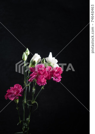 raspberry and white carnations on a black background. Low key photo raspberry and white carnations on a black background. Low key photo 74648463
