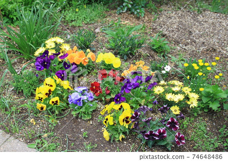 7D Kantenpapa Garden 2018 Part 21 7D Kantenpapa Garden 2018 Part 21 74648486