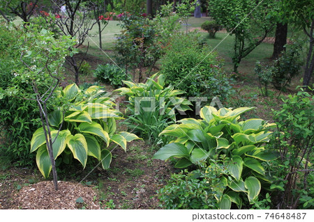 7D Kantenpapa Garden 2018 Part 22 74648487