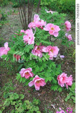 7D Kantenpapa Garden 2018第24部分 7D Kantenpapa Garden 2018第24部分 74648489