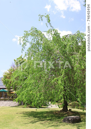 7D Kantenpapa Garden 2018第29部分 74648494