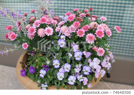 7D Kantenpapa Garden 2018第34部分 7D Kantenpapa Garden 2018第34部分 74648500