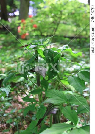 7D Kantenpapa Garden 2018第67部分 74648702