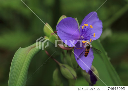 初夏花 一隻蜜蜂 棲息在一朵紫色的花的特寫 照片素材 圖片 圖庫 初夏花 一隻蜜蜂 棲息在一朵紫色的花的特寫 照片素材 圖片 圖庫