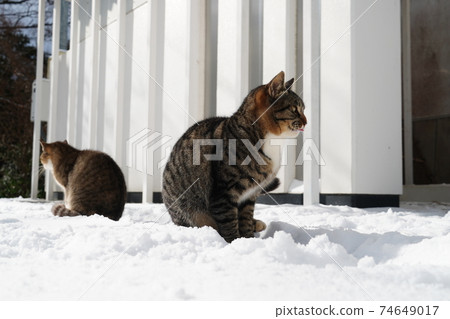 A stray cat that looks like it's cold in the morning with snow A stray cat that looks like it's cold in the morning with snow 74649017