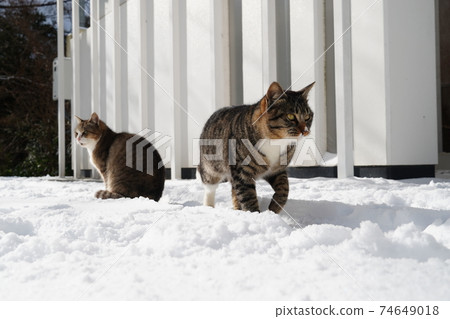 A stray cat that looks like it's cold in the morning with snow A stray cat that looks like it's cold in the morning with snow 74649018