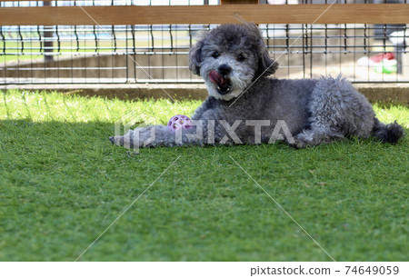 玩具貴賓犬躺在草地上 玩具貴賓犬躺在草地上 74649059