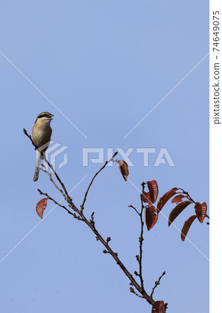 伯勞鳥棲息在樹枝上 74649075
