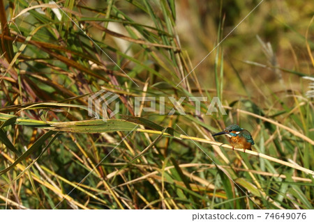 A kingfisher who is wary of the area while enduring the subtle shaking of thin bamboo grass A kingfisher who is wary of the area while enduring the subtle shaking of thin bamboo grass 74649076