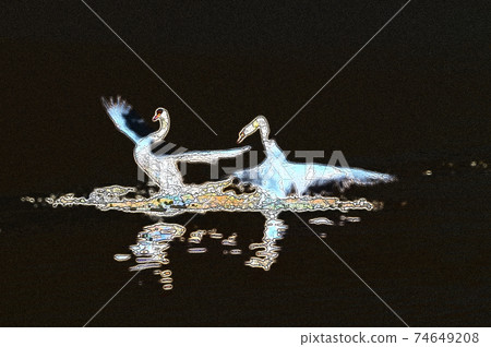 天鵝的戀愛季節，求愛舞 74649208