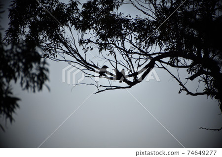 A silhouette of three kookaburras in a tree A silhouette of three kookaburras in a tree 74649277
