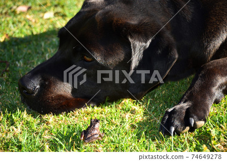A frog and black Labrador on grass A frog and black Labrador on grass 74649278