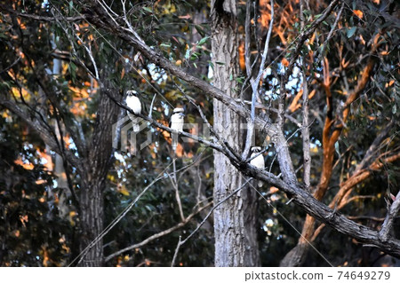 Three kookaburras in a tree Three kookaburras in a tree 74649279