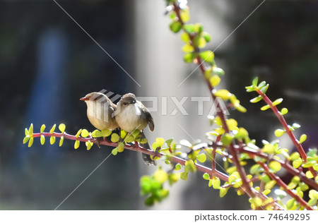 Two Superb Fairy-Wren sitting in a Money Tree 74649295