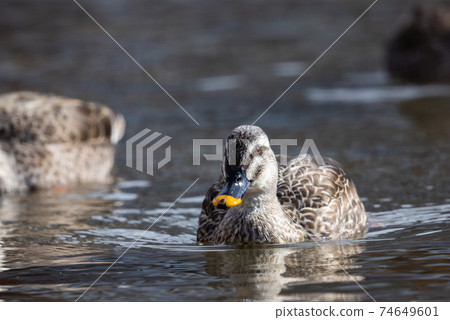 Spot-billed ducks_2 74649601