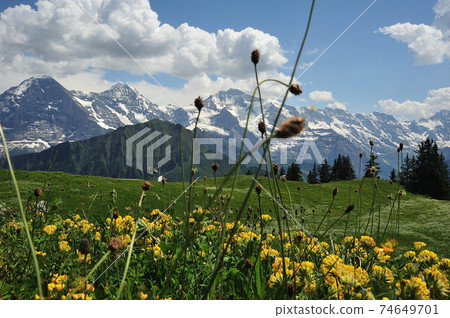 Eiger, Mönch, Jungfrau and flower garden from Schynige Platte Observatory 1 74649701