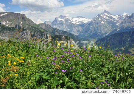 Schynige Platte flower garden 74649705